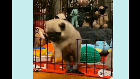 Cute and Funny Dog Video Compilation