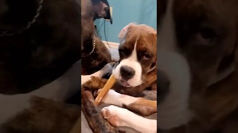 cute dog sharing bone