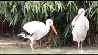 Beautiful golden peasants and wading birds