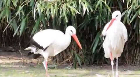 Beautiful golden peasants and wading birds