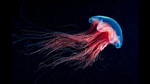 RARE Jelly Fish Species MUST SEE !