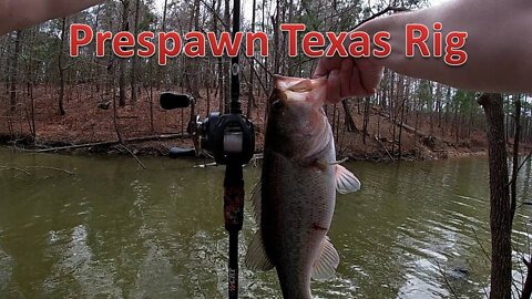 Prespawn Texas Rig