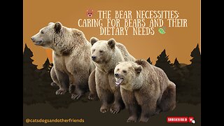 🐻 The Bear Necessities l Caring for Bears and Their Dietary Needs 🍃🍃