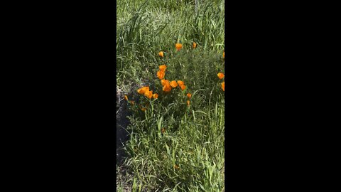 California Gold Poppy Flowers