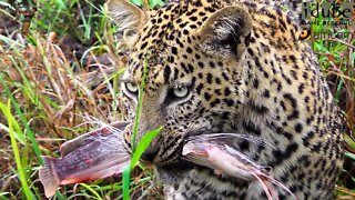 Incredible Footage Of Fishing Leopard!!! | African Safari