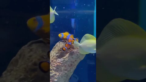 Finding Nemo (Clown Fish) at Florida Aquarium