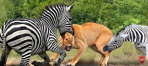 When Prey Fight Back! Zebra Goes Crazy Kicks To Lion's Head To Death, It's Horrible!