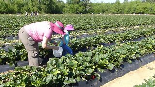 #136 Picking Strawberries at Chesterfield Berry Farm in 2020 - Masks and Hand Washing Required