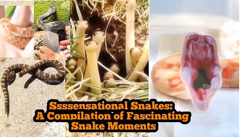 Ssssensational Snakes: A Compilation of Fascinating Snake Moments