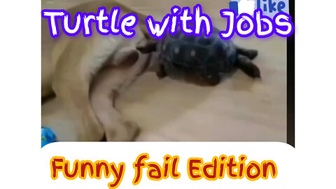 Turtle with jobs 😁 Funny fail Edition | Funny animals videos | Cute funny animals videos Part 40