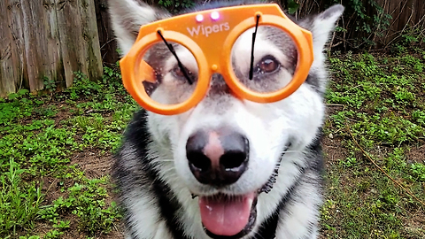 How Malamute Prepares For Rain..............lol