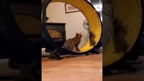 😲So Cute Cat Funny Video😆