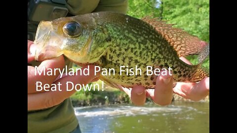 Maryland Pan Fish Beat Down! #crappie #yellowperch #bluegill