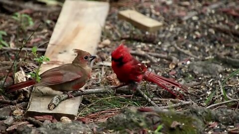 Beautiful Cardinal Birds in Action