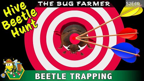 Setting Beetle Traps - Hunting Hive Beetles - Meeting the new Sage Queen -Updated Leader Board