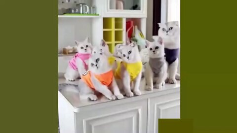 Cute Kittens, Funny, Very Fun!!! ***