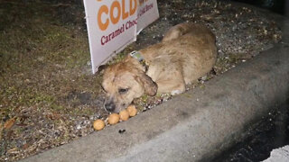 Dog abandoned in Fort Pierce rescued, nursed back to health after surgery