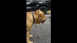 MASSIVE Pit Bull chases bunny rabbit 🦁💨🐰