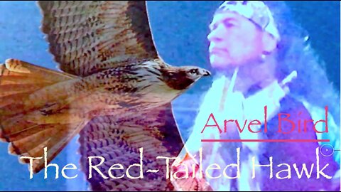 Arvel Bird: The Red-Tailed Hawk