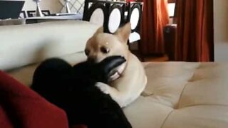 Chihuahua goes crazy for his owner's new slippers