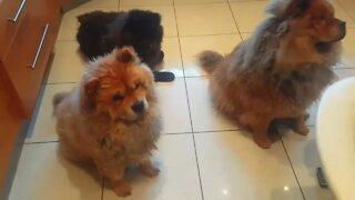 #shorts Dream Infinity Brand 88 - Exstreme Chow Chow Dog Living in South Africa #chowchowdogbreed