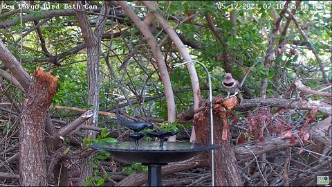 Northern Flicker visits bath - 5/17/2021