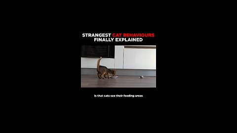 "Cat strange behaviour"