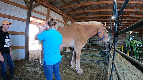 Belgian Draft Horse saved from slaughter after being starved & neglected - Week 6 progress on Anna.