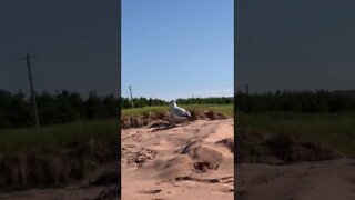 Thunder Cove Beach in Darnley, Kensington PEI