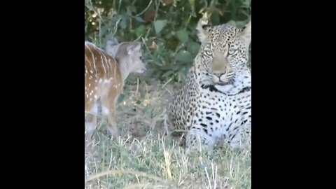 Leopard surprisingly playing with baby nayala