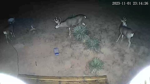 3 Bucks Sparring On Security Camera