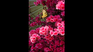 Dance Of The Swallowtail Butterflies