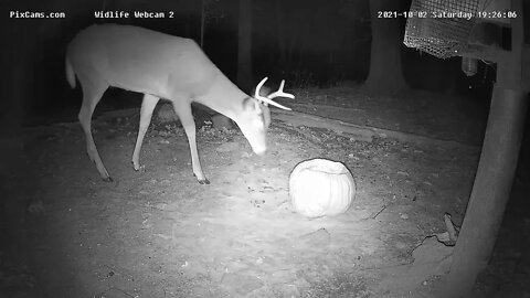 Deer REALLY like pumpkins Wildlife 2