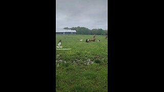 Cows and baby calves.