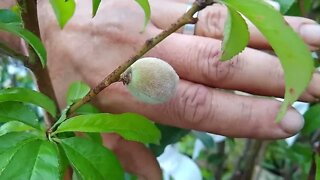 frutífera produzindo em vaso lichia kwai my pink maçã jaca ambar uva Italiana rubi gabiroba escarlat