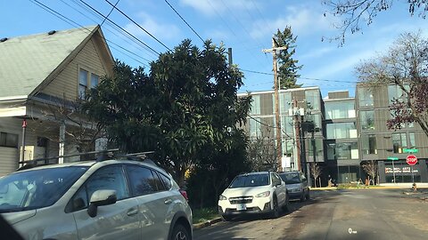 Loquats used as street trees