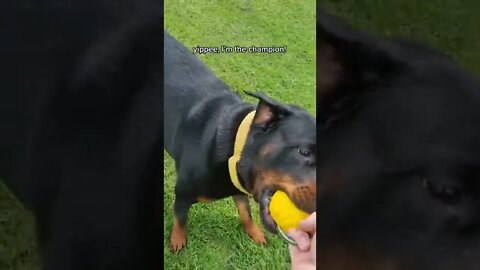 Love playing tug of war 💪 with my daddy ❤️ #Shorts #rottweiler #dogs