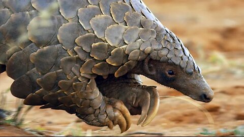 Pangolins and Aardvarks Search for Termites/ 4K UHD / Seven Worlds One Planet