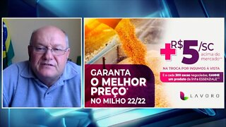 Lavoro na reta final da campanha milho a +R$5,00 em RO e no MT