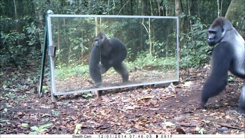 Gabon This Silverback thinks this intruder in the mirror (his reflection) comes to steal his wives