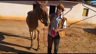 Burro Dengoso Dentro de Casa e Vaqueiro PO