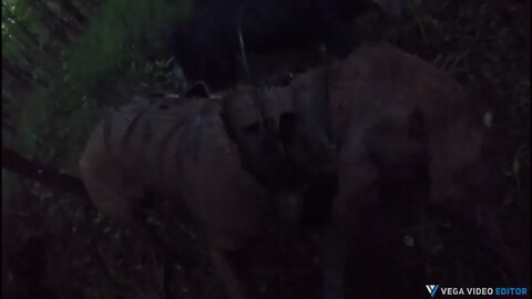 dogo Argentino & Rhodesian ridgeback & bluetick hog hunting oklahoma public land deepfork 5/27/2022