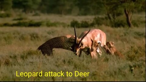 It's so amazing Leopard Trying to attack Deer 🦌 🦌 2022 🦌 ||