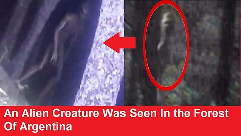 An Alien Creature Was Seen In the Forest Of Argentina