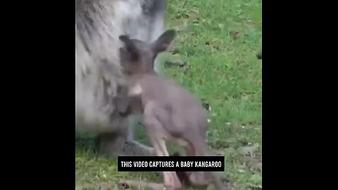 baby kangaroo cute video