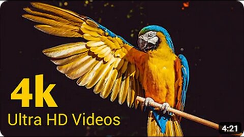 The world of birds in Ultra HD videos -- 8K ultraHD Videos -- Animals videos -- 4k Animal planets