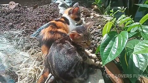 Two kittens sunbathing