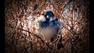 Birds with Goatee Beard