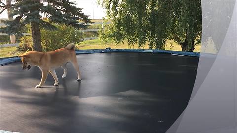 Shiba Inu Jumps For Joy On A Backyard Trampoline