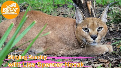 It’s Singing Sunday! Lisa Sings To Cyrus Caracal! 12 03 2023